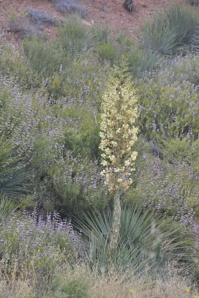 DSC_6863 (Large).JPG